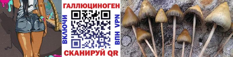 KRAKEN ссылка Георгиевск Псилоцибиновые грибы GOLDEN TEACHER